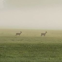 Unterkunft 292332 - Ferienhaus Achterhoek - Vakantiehuis in Harfsen