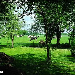 Unterkunft 292906 - Bungalow Achterhoek - Hessenhuisje