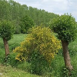 Unterkunft 292906 - Bungalow Achterhoek - Hessenhuisje