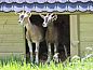 Guest house 293302 • Holiday property Achterhoek • Huisje in Zutphen  • 11 of 26