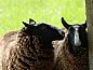 Guest house 293311 • Holiday property Achterhoek • Vakantiehuisje in Zutphen  • 5 of 26