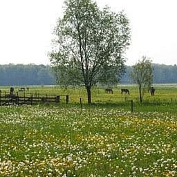 View of the vast fields surrounding Cottage in Warnsveld, Achterhoek, with grazing horses.