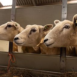 Sheep near Cottage in Wilp-Achterhoek in Achterhoek, Gelderland.