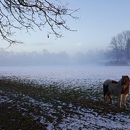 Sneeuwlandschap met pony bij Huisje in Kootwijk, Veluwe, ideaal voor winterse wandelingen.