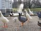 Verblijf 321516 • Vakantiewoning Veluwe • Huisje in Terwolde  • 10 van 10