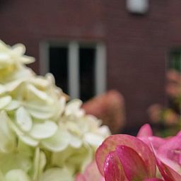 Bloemenpracht bij Huisje in Garderen, vakantiehuis in de Veluwse natuur, Gelderland.