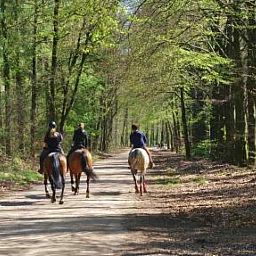 Horseback riding in the woods near vacation home DG1276 in Putten, Veluwe, Gelderland.