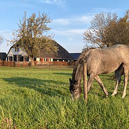 Beautiful surroundings of Holiday home in Wezep Oldebroek, Veluwe, Gelderland with grazing horses.