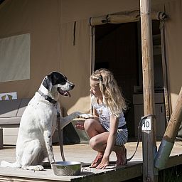 Guest house 3222134 - Tent house Veluwe - Luxe safaritent