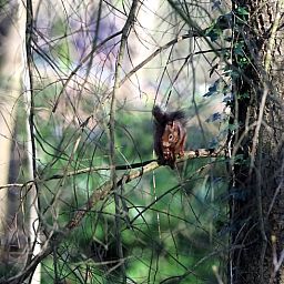 Eichhoernchen entdeckt im Wald in der Naehe des Ferienhauses in Voorthuizen, Veluwe, Gelderland.