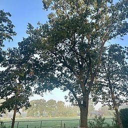 Ferienhaus in Voorthuizen, Veluwe, Gelderland, umgeben von gruener Natur und Baeumen, ein idealer Ort fuer Ruhe und Entspannung.