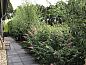 Guest house 322411 • Holiday property Veluwe • Vakantiehuis in Hulshorst  • 8 of 25