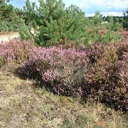 Verblijf 322488 - Vakantiewoning Veluwe - Onder de Bos