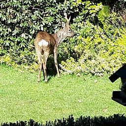 Natural surroundings at Holiday home in Epe, Veluwe, Gelderland. Discover wildlife from this idyllic vacation home.