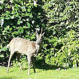 Enjoy nature around Holiday home in Epe, Veluwe, Gelderland, with a curious deer in the green surroundings.