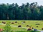 Unterkunft 323703 • Ferienhaus Veluwe • Huisje in De Steeg  • 14 von 22