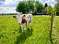 Guest house 323912 • Holiday property Veluwe • Huisje in Heerde  • 4 of 26