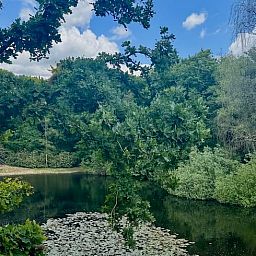 Schattige Umgebung um Ferienhaus in Hattem mit Blick auf einen Teich, Veluwe, Gelderland.