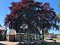 Guest house 328205 • Holiday property Veluwe • Vakantiehuis in Barneveld  • 1 of 23