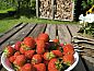 Guest house 350314 • Holiday property Zuidoost Groningen • Vakantiehuis in Vriescheloo  • 12 of 26