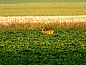 Guest house 351315 • Holiday property Zuidoost Groningen • Vakantiehuis in Wedde  • 9 of 26