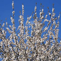 Unterkunft 353601 - Ferienhaus Zuidoost Groningen - Vakantiehuisje in Vledderveen