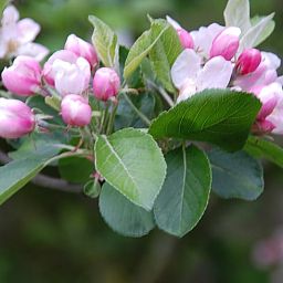 Unterkunft 353601 - Ferienhaus Zuidoost Groningen - Vakantiehuisje in Vledderveen