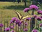 Guest house 373156 • Holiday property Midden Limburg • Vakantiehuis in Susteren  • 10 of 26