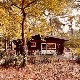 Unterkunft 374113 - Ferienhaus Midden Limburg - Boshuisje de Boskeet