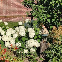 Garten im Ferienhaus in Kelpen-Oler, einem Ferienhaus in Mittellimburg, mit bluehenden Hortensien und rustikalem Charme.