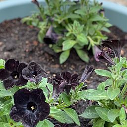 Blumen im Garten von Cottage in Heijen, Ferienhaus in Nord-Limburg.