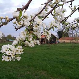 Bloesem in de tuin van Vakantiehuisje in Grashoek, Noord Limburg. Prachtige natuur rondom het vakantiehuis.