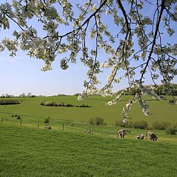 Groene velden omgeven Vakantiehuisje in Schin op Geul, Zuid Limburg, Limburg.