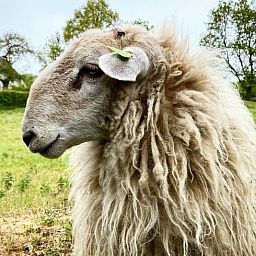 Cute sheep in the meadow at cottage in Vijlen, South Limburg, for a rural vacation experience.