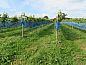 Guest house 414001 • Holiday property Kempen • Vakantiehuisje in Biest-Houtakker  • 14 of 22