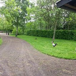 Verblijf 421834 - Vakantiewoning Hart van Brabant - Cottage Dassemus