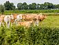 Unterkunft 428001 • Ferienhaus Hart van Brabant • Prachtige 14 persoons groepsaccommodatie in de natuur nabij  • 13 von 22