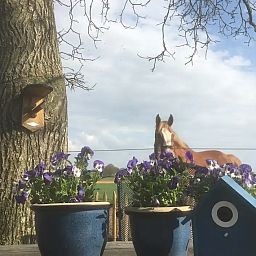 Guest house 431002 - Holiday property Noordoost Brabant - Hoog Werveld Lodge