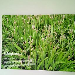 Natuurlijke kunst in Vakantiehuis in Erp, Noord Brabant, groene wanddecoratie.