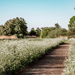Rustiek vakantiehuis in Sint-Oedenrode, Noordoost Brabant, omgeven door groene natuur en landelijke charme.
