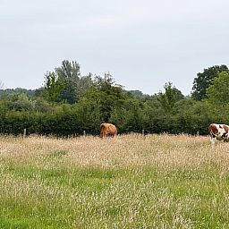 Prachtig uitzicht op weiland met grazende koeien nabij Huisje in Vortum Mullem, vakantiehuis in Noordoost Brabant.