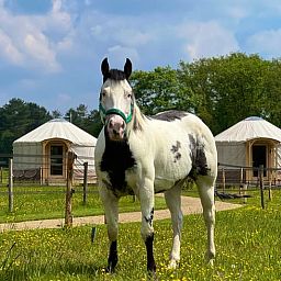 Bright interior of Holiday Home in Ledeacker with comfortable seating and wooden interior.