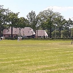 Landelijk uitzicht op vakantiehuisje in Breda met grazende koeien, West Brabant, Noord Brabant.