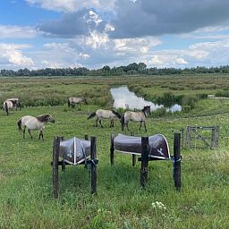 Guest house 443210 - Holiday property West Brabant - Huisje in Werkendam