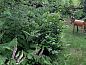 Guest house 444002 • Holiday property West Brabant • Vakantiehuis in Schijf  • 2 of 17