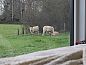 Guest house 444008 • Holiday property West Brabant • Vakantiehuis in Schijf  • 9 of 23