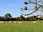 Guest house 444009 • Holiday property West Brabant • Huisje in Schijf  • 6 of 13
