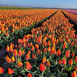 Unterkunft 4502108 - Ferienhaus Noordzeekust - NH580