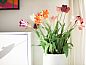 Guest house 4504133 • Holiday property Noordzeekust • Tulip Mania 4  • 4 of 10