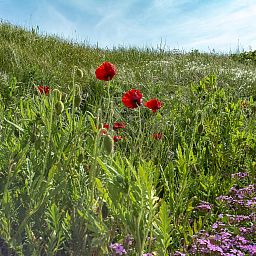 Verblijf 4504266 - Vakantiewoning Noordzeekust - Callantsduyne 21